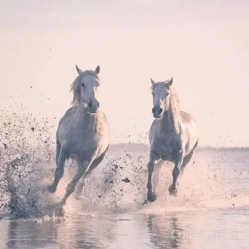 美丽的白马驰骋在水上的柔和日落光, 公园区域 de 卡玛戈, bouches