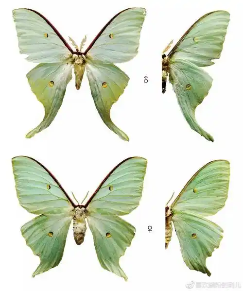 花花世界的花花绿绿幺蛾子尾大蚕蛾属actias系列