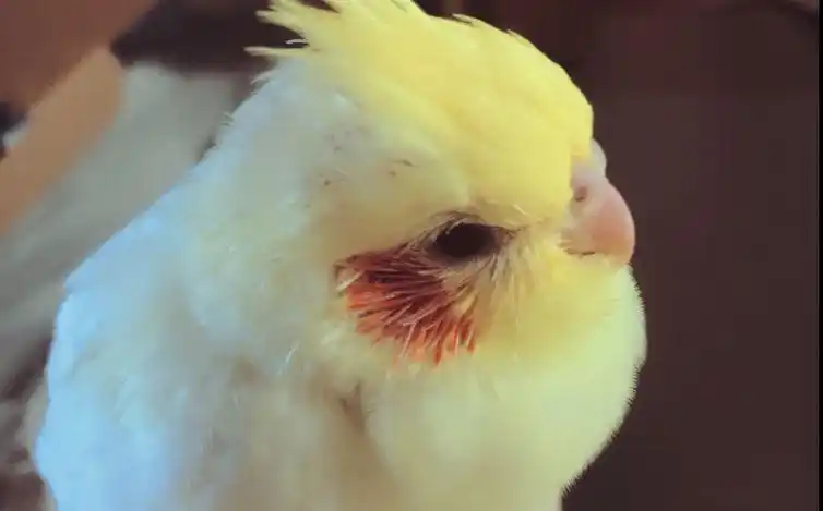 饥饿的腮红鸡(其实有点想投鬼畜区的)