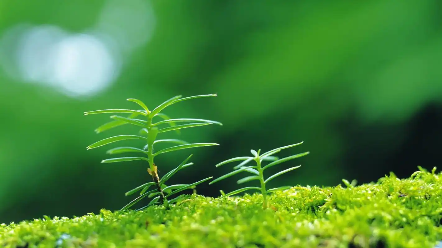 小清新绿色护眼高清唯美桌面壁纸