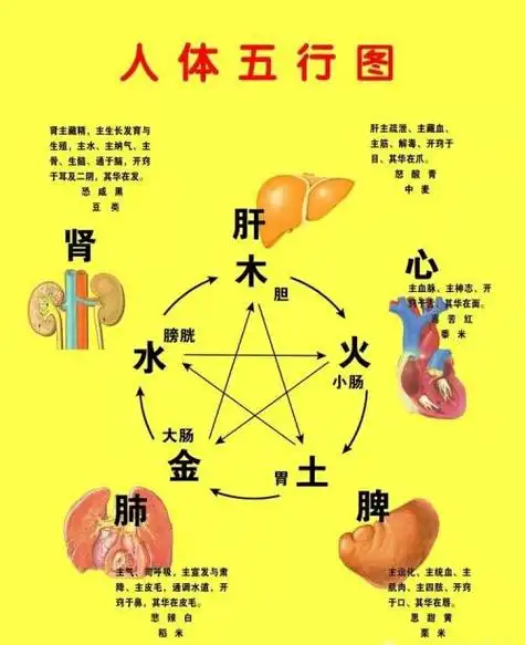 五行中的木火土金水与肝心脾肺肾的关系