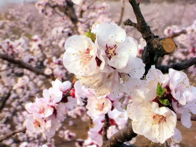 杏花