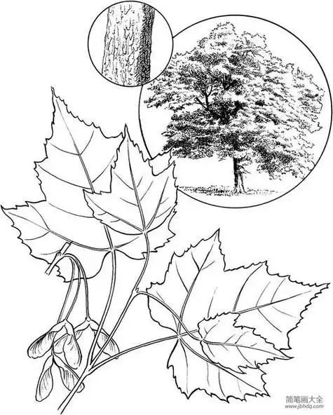 枫树简笔画枫树简笔画图片带颜色