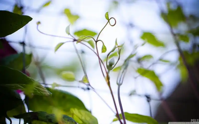 【miui资源组】——简约的壁纸唯美桌面