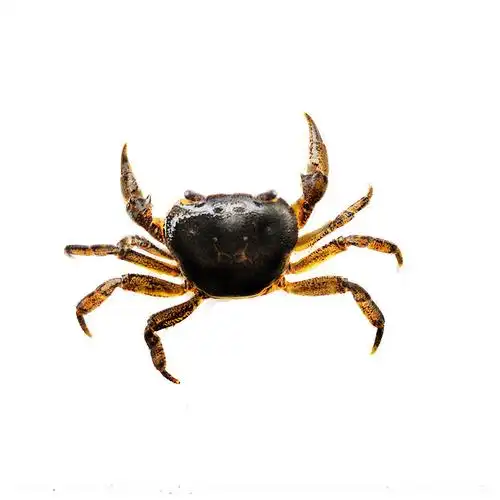 送一观赏原生溪流深水迷你小螃蟹宠物吃虫华溪蟹