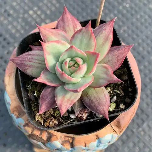 惊鸿仙子 多肉植物 卡西欧 一物一拍 多个体自选阳台绿植盆栽灵曦