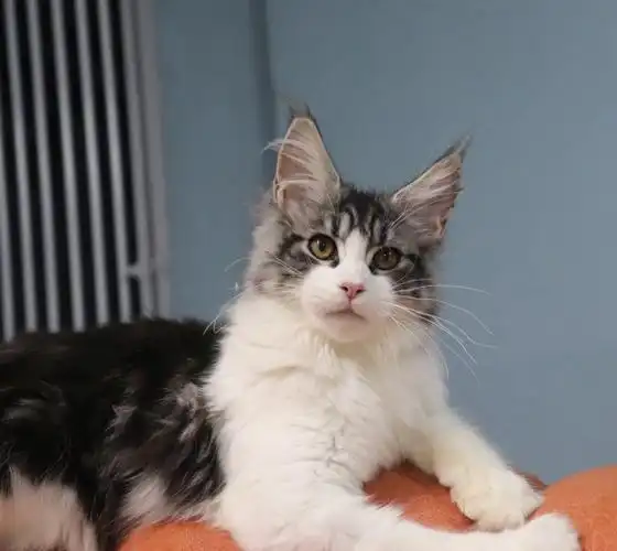 缅因猫  大帅哥一枚