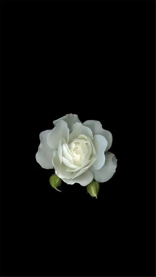 纯黑系花卉植物高清手机壁纸,植物,唯美,植物,高清,小清新,花卉,手机