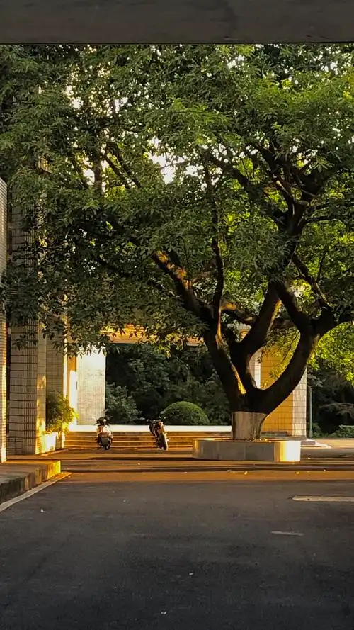 傍晚的校园一角