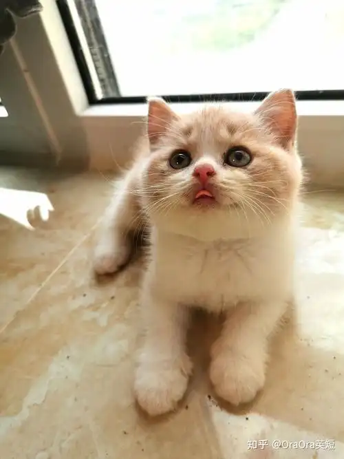 养一只稀有乳色英短是怎样的体验