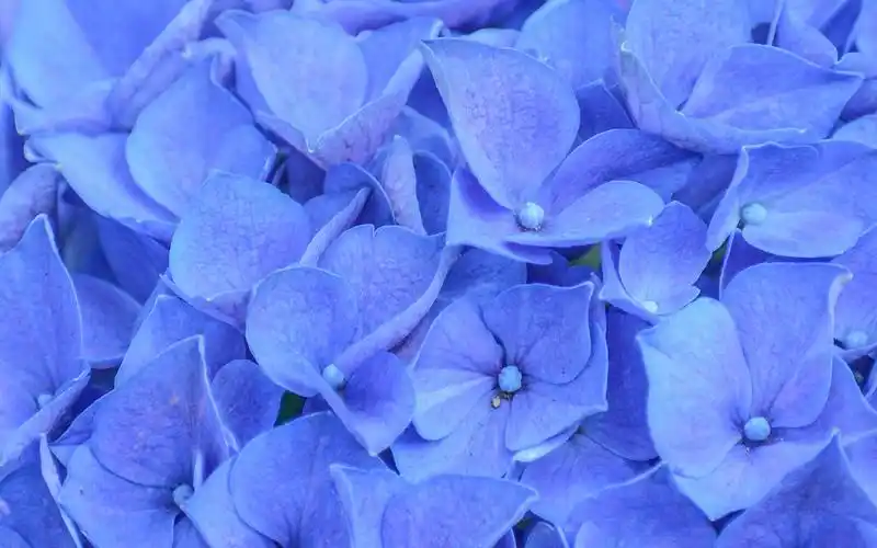 梦幻蓝色绣球花高清桌面壁纸-植物壁纸-手机壁纸下载-美桌网