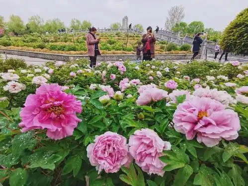 洛阳城花海人潮,竞睹牡丹倩姿芳容,这里是最佳旅游目的地