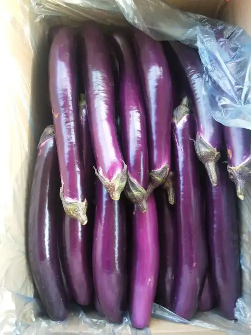 茄孑的功效与作用茄子的食用效果治胃癌国外研究结果表明它的抗癌性能