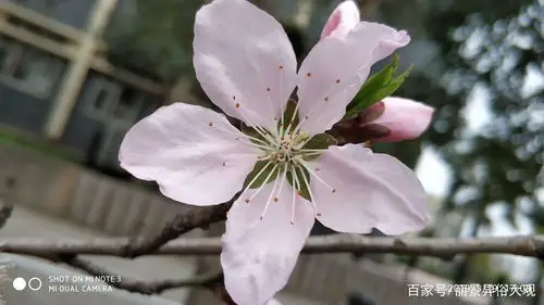 桃花有多少瓣?如果用一种物来比喻,你觉得初春的花都像什么?