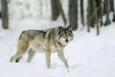 回顾在野外遇到狼群躲在车里的话安全吗这是为什么