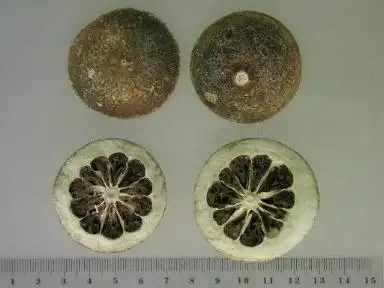 今古药材考察 - 枳实,枳壳