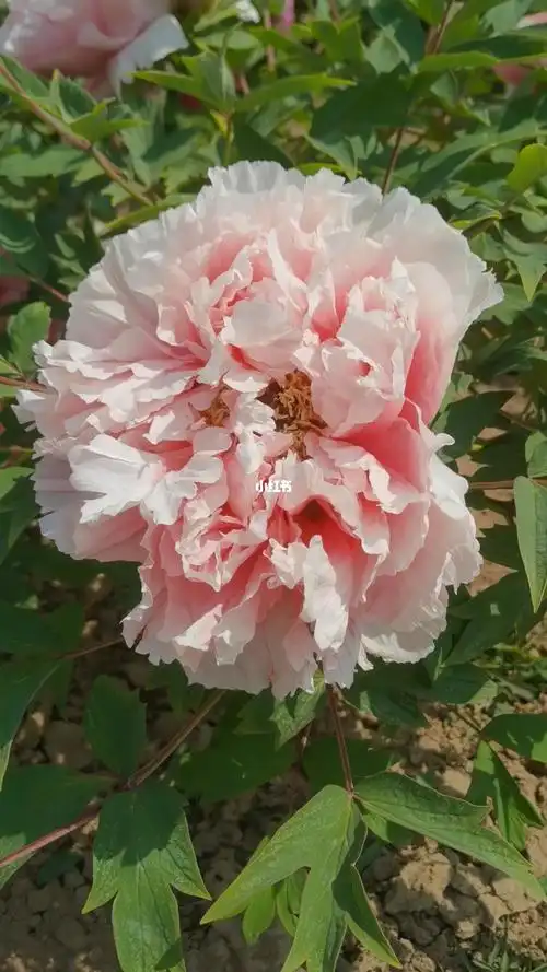 每天分享一个牡丹银红巧对