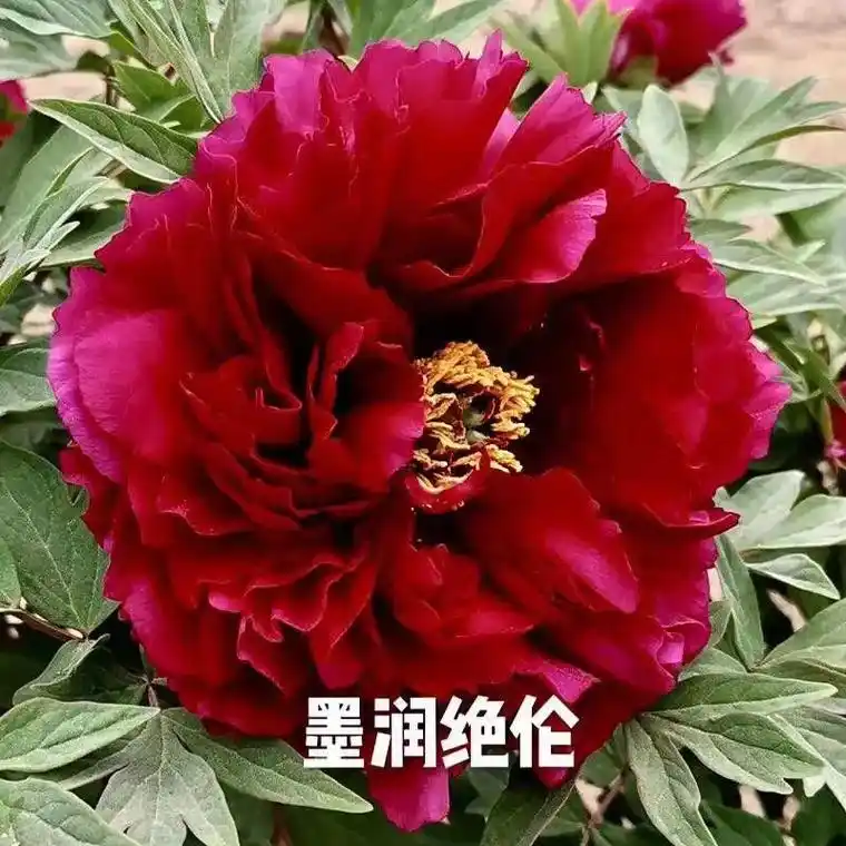 一手货源拒绝差价胡红霸时尚墨润绝伦卷叶红姜氏大胡红菏泽姜氏牡丹