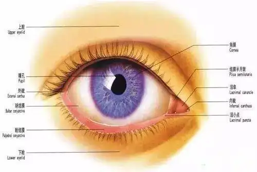 男子误将502当成眼药水 滴入眼睛后 眼睑睫毛全部"沦陷"