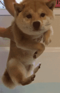 表情| 柴犬动态表情集合