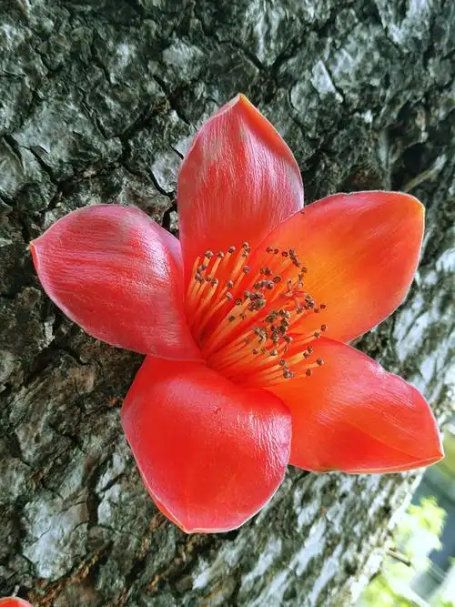 木棉花开的季节