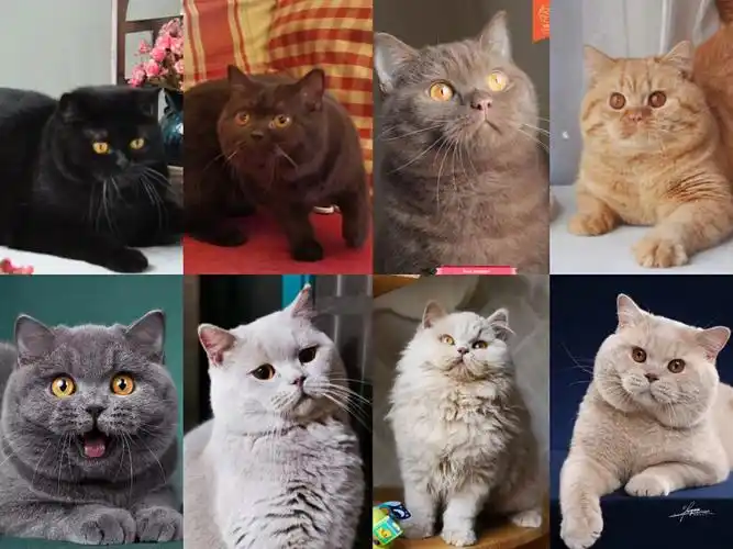 纯色系英国短毛猫对比