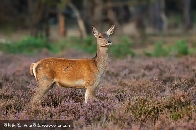 石南花丛中的雌马鹿