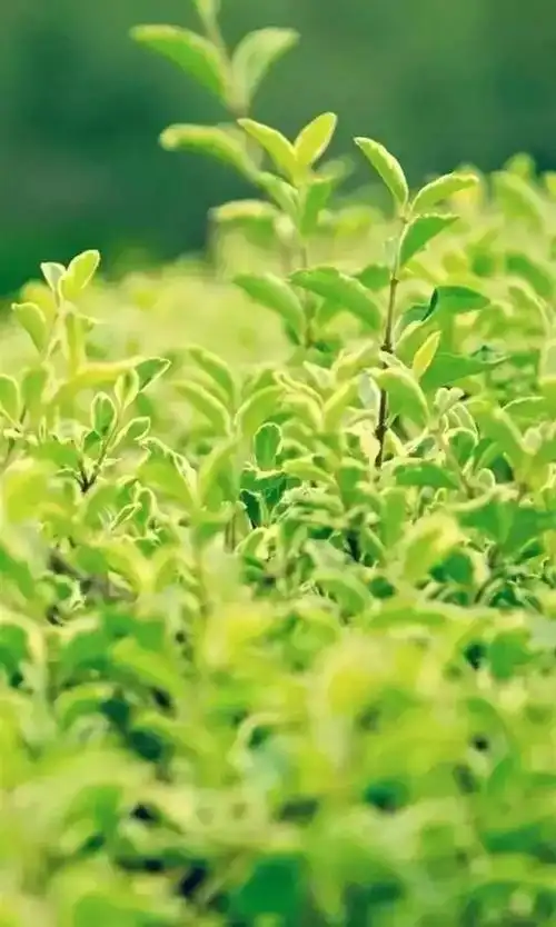 高清微信护眼图选1张当聊天背景图吧