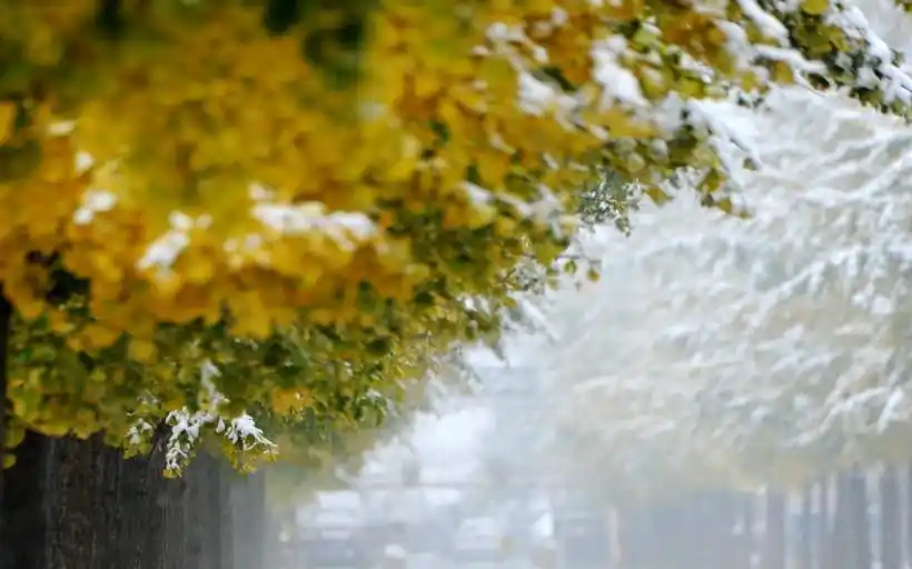 秋冬交替美景摄影桌面壁纸第2张