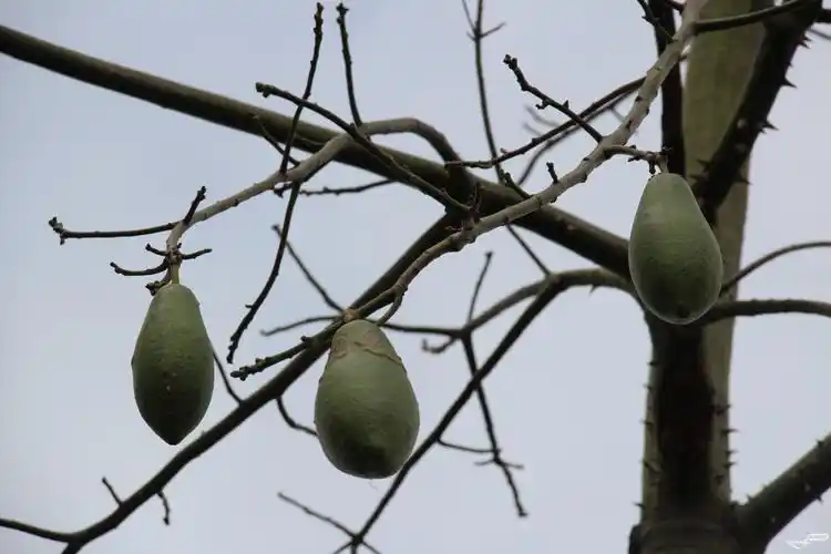 三角地湾下村瓜园凹路旁一景拍