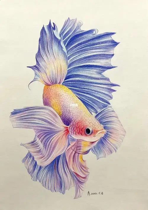 彩铅画—斗鱼