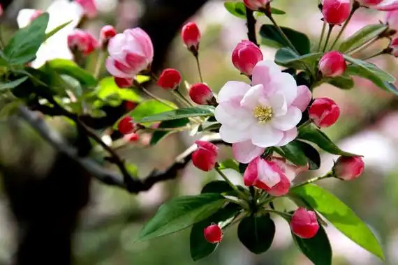 家里养海棠花不吉利吗,并非不吉利寓意富贵