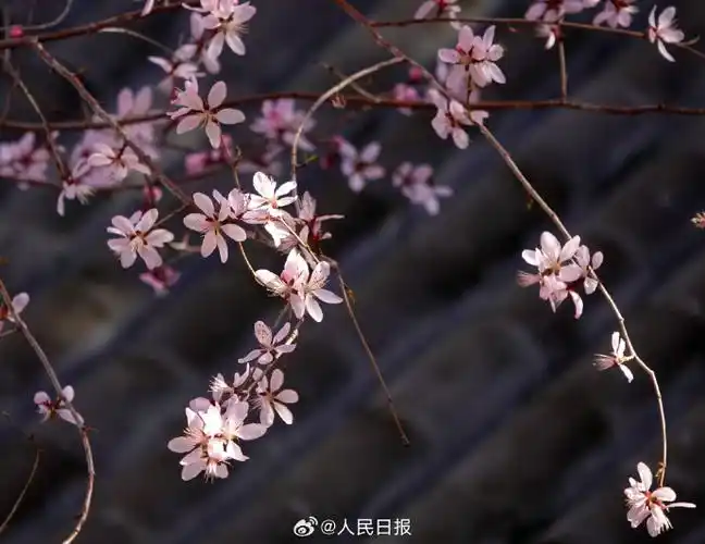 #桃花辉映颐和园十七孔桥#