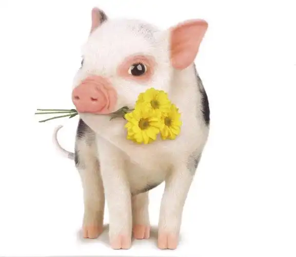 宠物猪图片