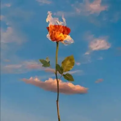 花图片头像微信高雅 漂亮的微信头像图片花