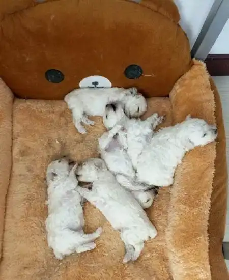 刚满月的小泰迪啥样?