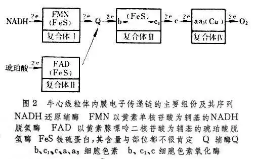 西医综合考研必看呼吸链的图示