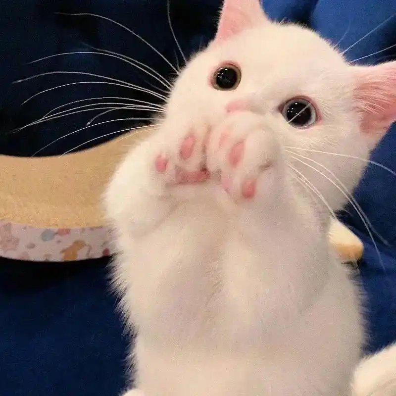 可爱小猫头像 - 抖音