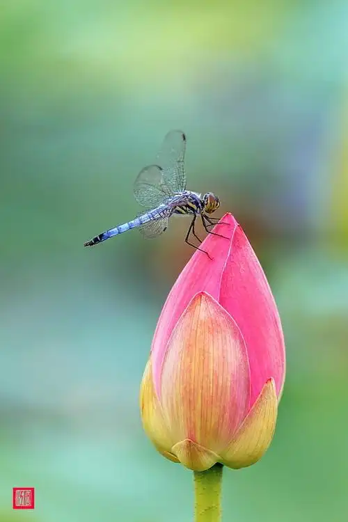 夏日 蜻蜓 荷花