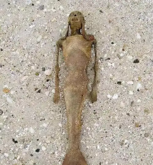 1968年科学家深海拍到人鱼照片,传说中的"美人鱼"或许真实存在