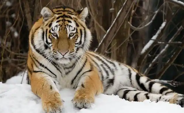 虽然它拥有巨大的体形和惊人的力量,野生的东北虎却依然濒临灭绝,这支
