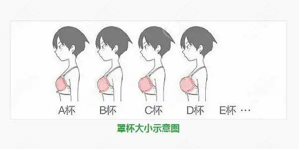 植入宝俪假体后的罩杯大小变化图