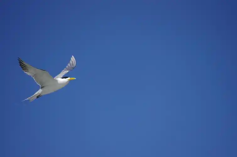 飞鸟1 - 自然类-摄影大赛2016 - 国家地理中文网