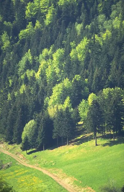 树木高清图片素材三(40p)[photoshop资源网|ps教程|psd模板|照片处理