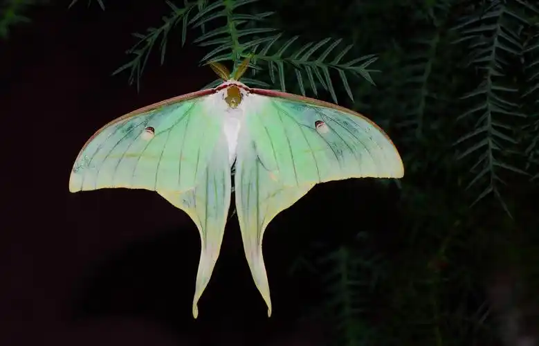 长尾水青蛾 - 寒江渔翁x