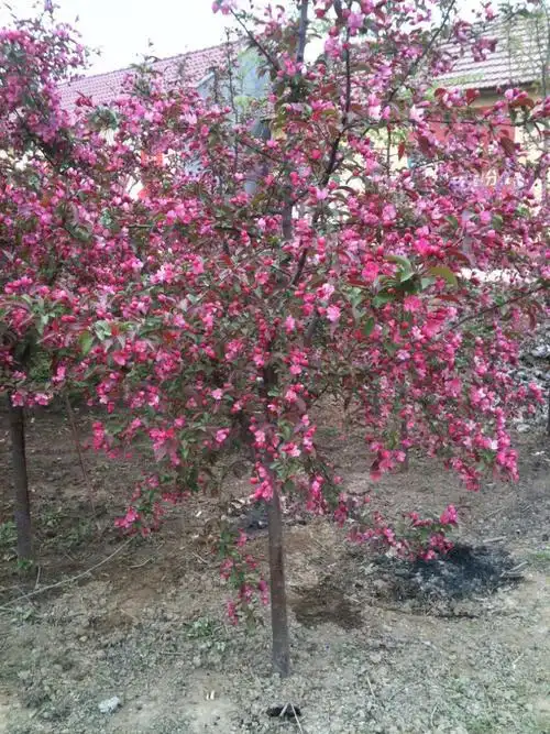 庭院地栽大型高杆海棠树苗西府海棠垂丝海棠花耐寒植