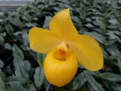 杏黄兜兰(俗称 :金童)