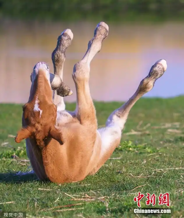 英国小马自创高难度瑜伽动作打滚挠痒画风搞笑