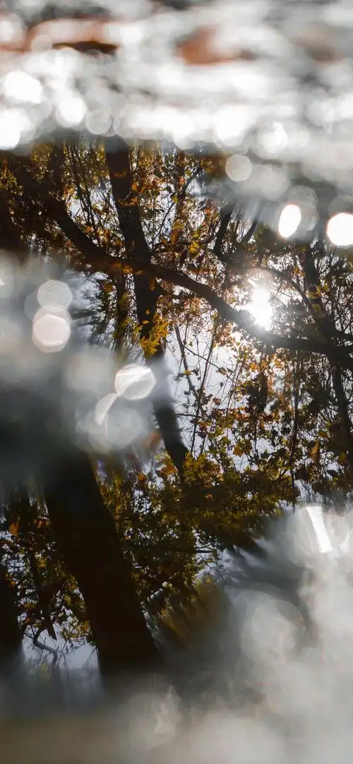 一缕光草木壁纸