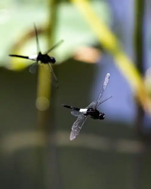 蜻蜓飞舞——摄于2020.06.26